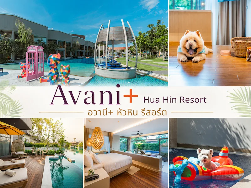 avaniplus_huahin_petfriendly_cover.webp
