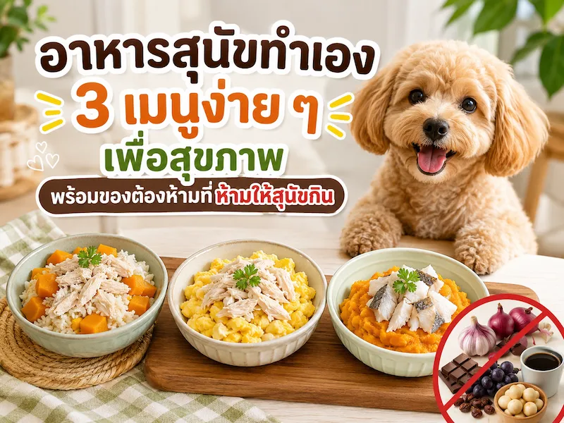 อาหารสุนัขทำเอง 3 เมนูง่าย ๆ เพื่อสุขภาพ พร้อมของต้องห้ามที่ห้ามให้สุนัขกิน