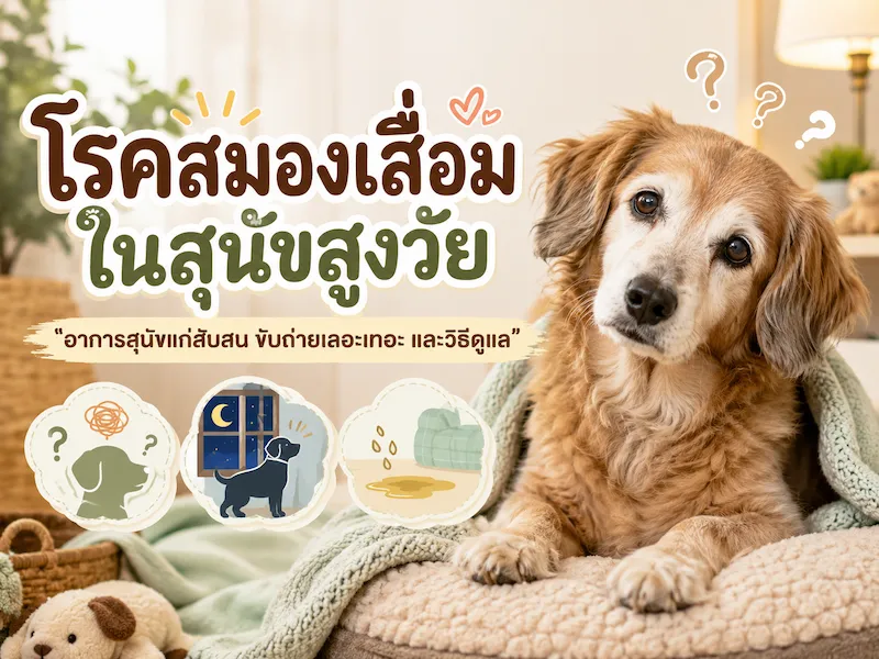 โรคสมองเสื่อมในสุนัขสูงวัย อาการสุนัขแก่สับสน ขับถ่ายเลอะเทอะ และวิธีดูแล