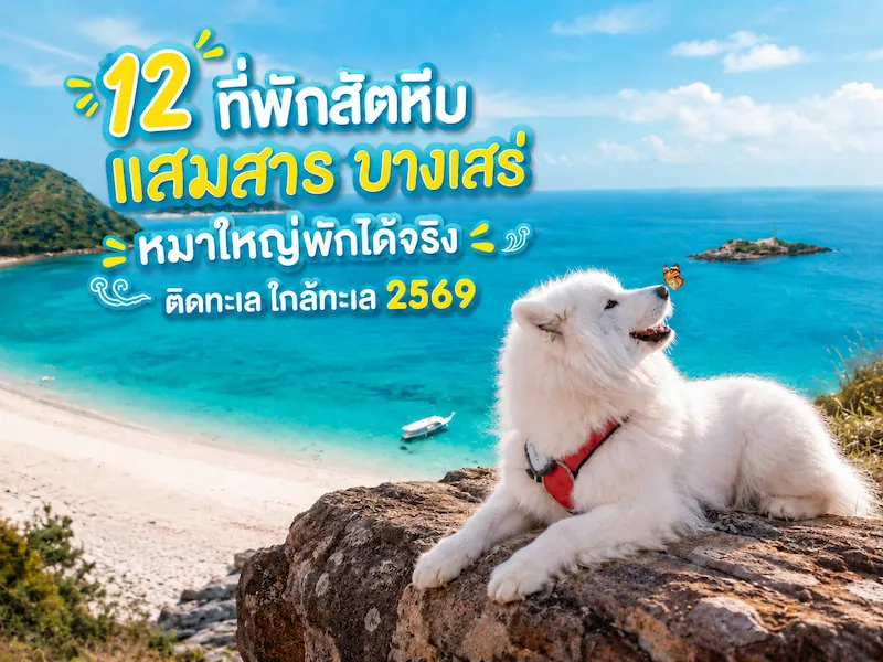 12 ที่พักสัตหีบ แสมสาร บางเสร่ หมาใหญ่พักได้จริง ติดทะเล ใกล้ทะเล