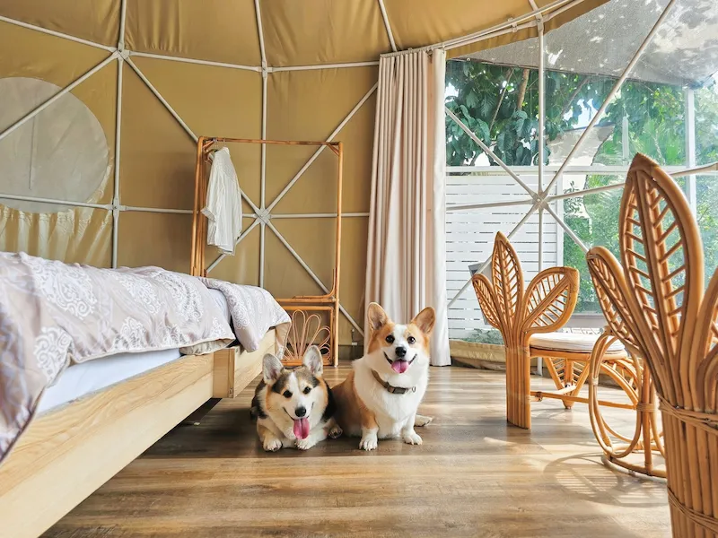 Eco Eyes Village นครนายก ที่พักหมาพักได้ Pet Friendly หมาใหญ่พักได้ ใกล้น้ำตกสาริกา
