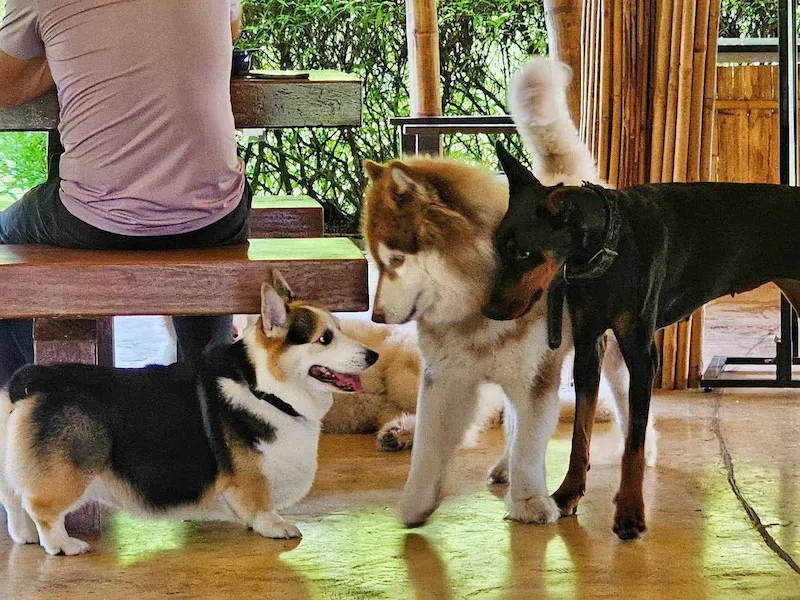 Eco Eyes Village นครนายก ที่พักหมาพักได้ Pet Friendly หมาใหญ่พักได้ ใกล้น้ำตกสาริกา