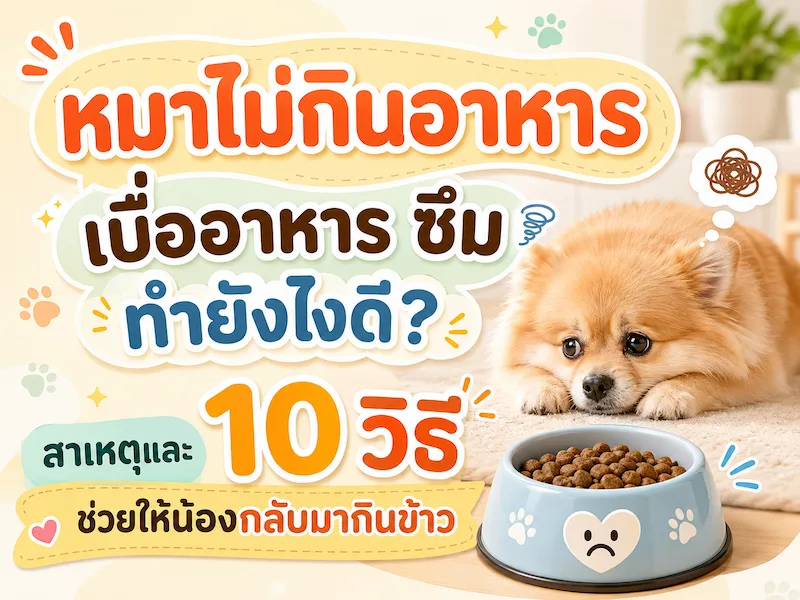 หมาไม่กินอาหาร เบื่ออาหาร ซึม ทำยังไงดี? สาเหตุและ 10 วิธีช่วยให้น้องกลับมากินข้าว