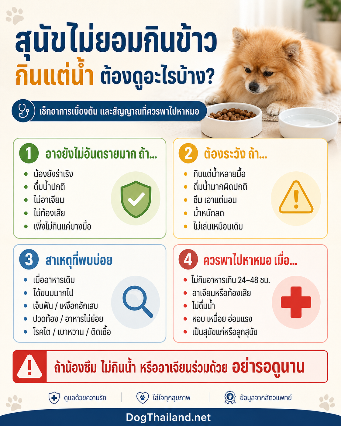 สุนัขไม่ยอมกินข้าว กินแต่น้ำ อันตรายไหม? สาเหตุและสัญญาณที่ควรพาไปหาหมอ