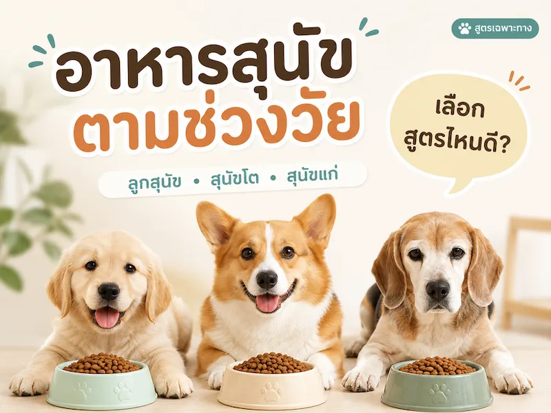 อาหารสุนัขตามช่วงวัย เลือกสูตรไหนดี ลูกสุนัข สุนัขโต สุนัขแก่ และสูตรอาหารเสริม