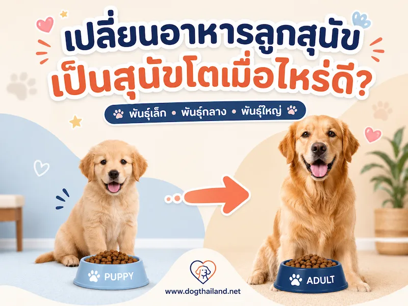 เปลี่ยนอาหารลูกสุนัขเป็นสุนัขโตเมื่อไหร่ดี พันธุ์เล็ก พันธุ์กลาง พันธุ์ใหญ่ ต่างกันไหม