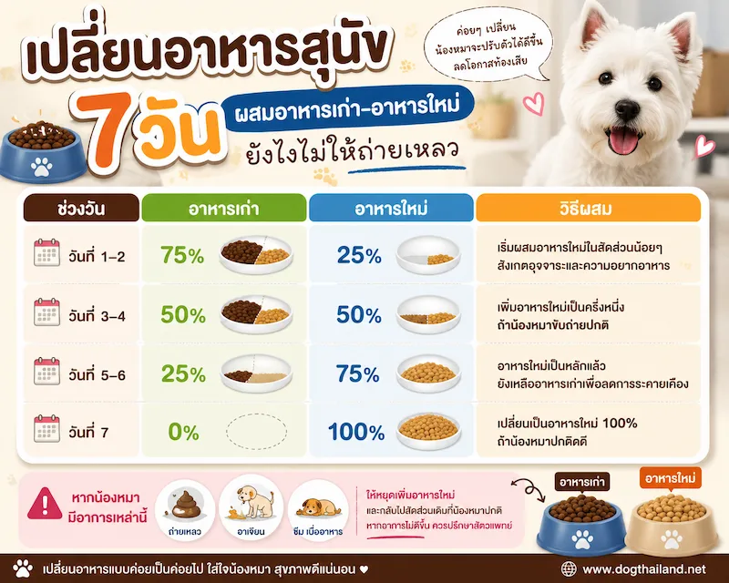 เปลี่ยนอาหารสุนัขกะทันหัน อันตรายไหม? วิธีผสมอาหารเก่าอาหารใหม่ไม่ให้ถ่ายเหลว