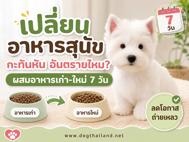 เปลี่ยนอาหารสุนัขกะทันหัน อันตรายไหม? วิธีผสมอาหารเก่าอาหารใหม่ไม่ให้ถ่ายเหลว