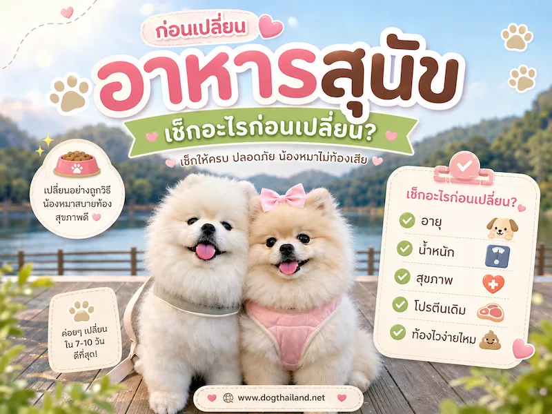 ก่อนเปลี่ยนอาหารสุนัข ควรทำอย่างไร เช็กอะไรบ้างให้น้องหมาไม่ท้องเสีย