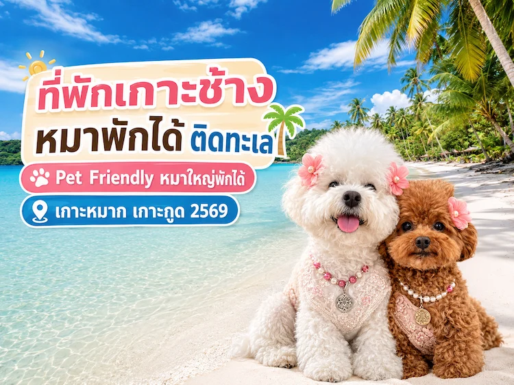 ที่พักเกาะช้าง หมาพักได้ ติดทะเล  Pet Friendly หมาใหญ่พักได้ | เกาะหมาก เกาะกูด