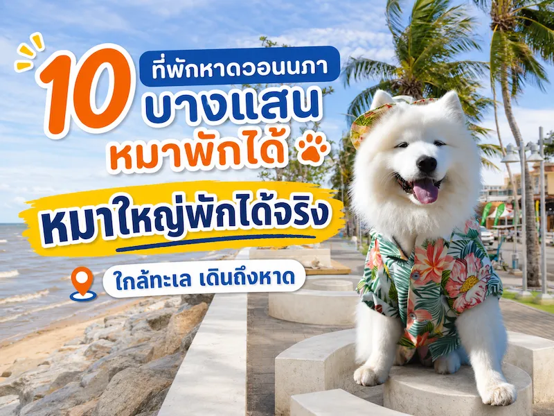 10 ที่พักหาดวอนนภา บางแสน หมาพักได้ “หมาใหญ่พักได้จริง” ใกล้ทะเล เดินถึงหาด | อัปเดต 2569