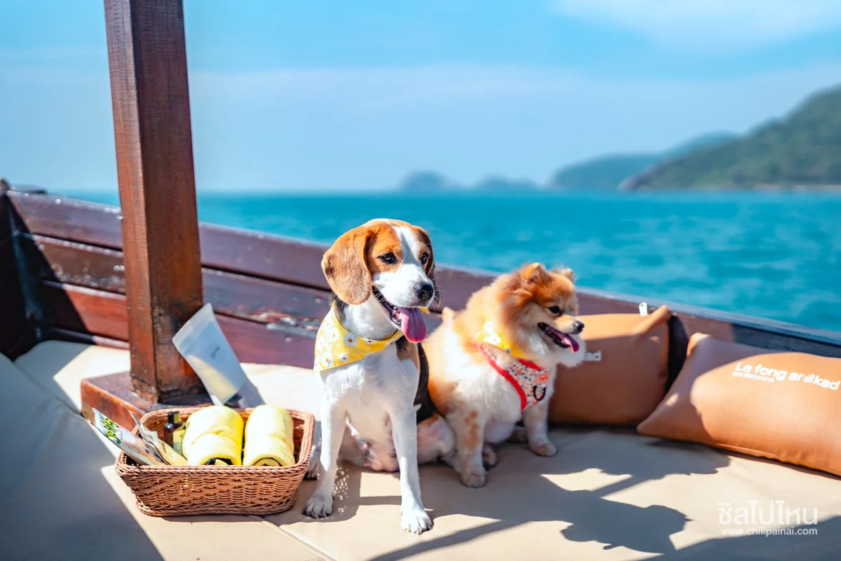 ภาพประกอบ:พาหมาเที่ยวสัตหีบ 2569 มัดรวมหาดน้ำใส คาเฟ่ ทริปเรือ Pet Friendly ใกล้กรุงเทพ