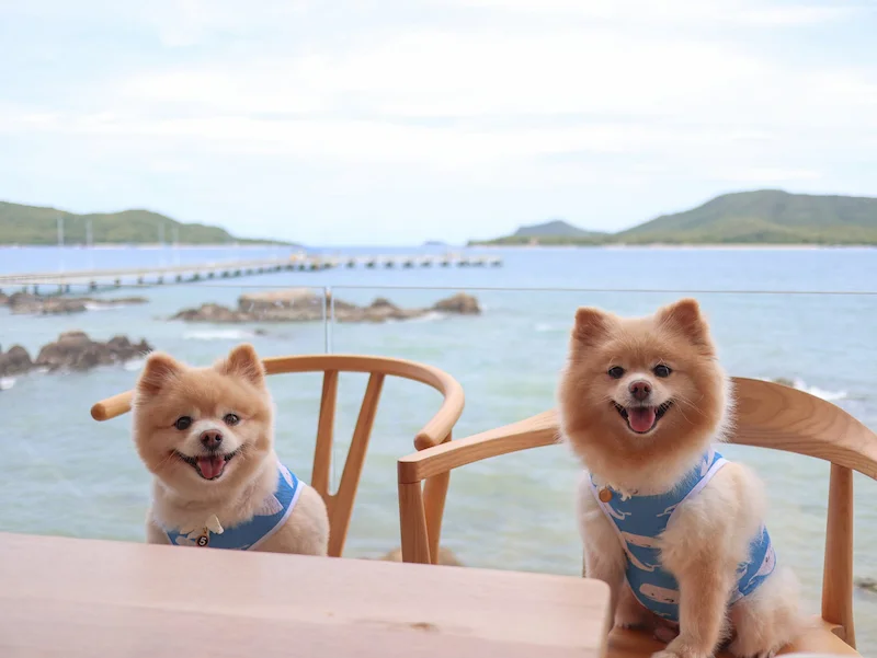 พาหมาเที่ยวสัตหีบมัดรวมหาดน้ำใส คาเฟ่ ทริปเรือ Pet Friendly ใกล้กรุงเทพ
