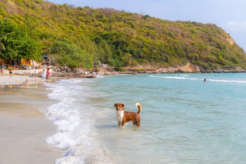 พาหมาเที่ยวสัตหีบมัดรวมหาดน้ำใส คาเฟ่ ทริปเรือ Pet Friendly ใกล้กรุงเทพ