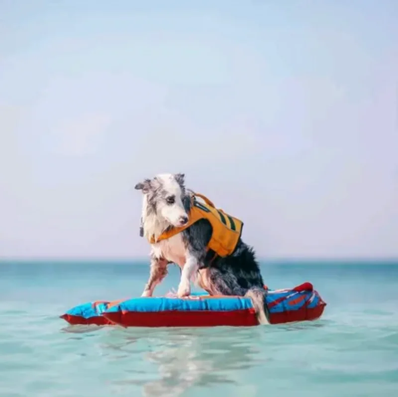 พาหมาเที่ยวสัตหีบมัดรวมหาดน้ำใส คาเฟ่ ทริปเรือ Pet Friendly ใกล้กรุงเทพ