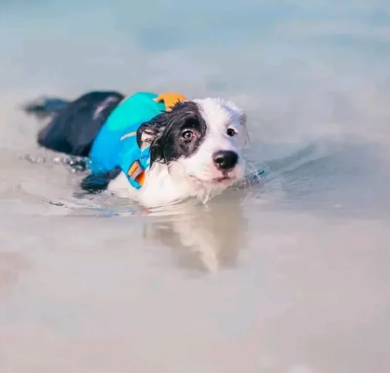 พาหมาเที่ยวสัตหีบมัดรวมหาดน้ำใส คาเฟ่ ทริปเรือ Pet Friendly ใกล้กรุงเทพ