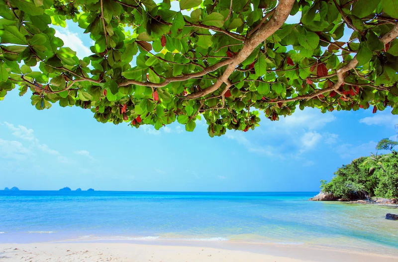 พาหมาเที่ยวเกาะสมุย 2569 มัดรวมหาด คาเฟ่ จุดชมวิว และการเดินทาง Pet Friendly