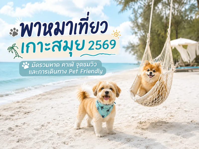 พาหมาเที่ยวเกาะสมุย 2569 มัดรวมหาด คาเฟ่ จุดชมวิว และการเดินทาง Pet Friendly
