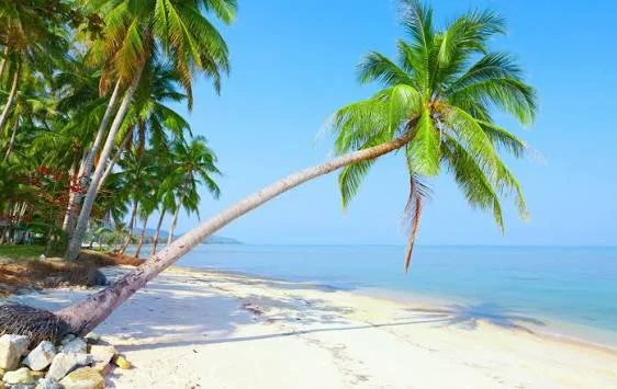 พาหมาเที่ยวเกาะสมุย 2569 มัดรวมหาด คาเฟ่ จุดชมวิว และการเดินทาง Pet Friendly