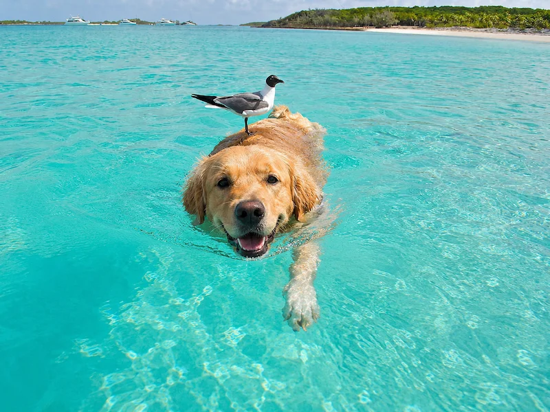 พาหมาเที่ยวเกาะสมุย 2569 มัดรวมหาด คาเฟ่ จุดชมวิว และการเดินทาง Pet Friendly