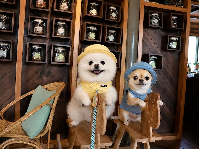 พาหมาเที่ยวเกาะสมุย 2569 มัดรวมหาด คาเฟ่ จุดชมวิว และการเดินทาง Pet Friendly