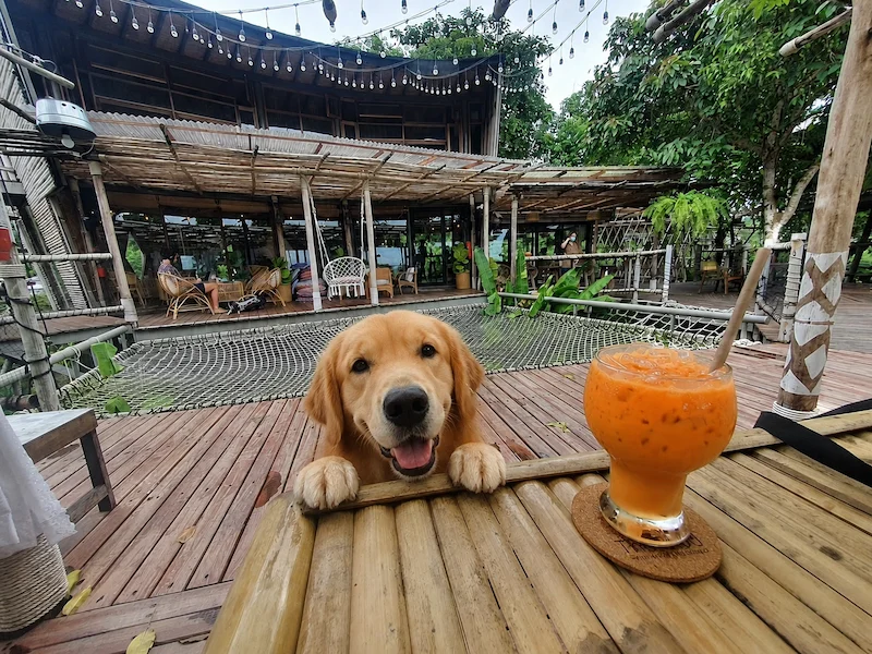 พาหมาเที่ยวเกาะสมุย 2569 มัดรวมหาด คาเฟ่ จุดชมวิว และการเดินทาง Pet Friendly