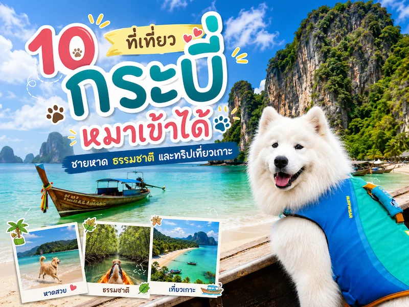 ภาพประกอบ:พาหมาเที่ยวกระบี่ แนะนำที่เที่ยวหมาเข้าได้ ชายหาด ธรรมชาติ และทริปเที่ยวเกาะ