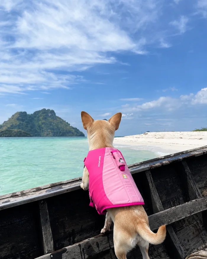 พาหมาเที่ยวกระบี่ แนะนำที่เที่ยวหมาเข้าได้ ชายหาด ธรรมชาติ และทริปเที่ยวเกาะ