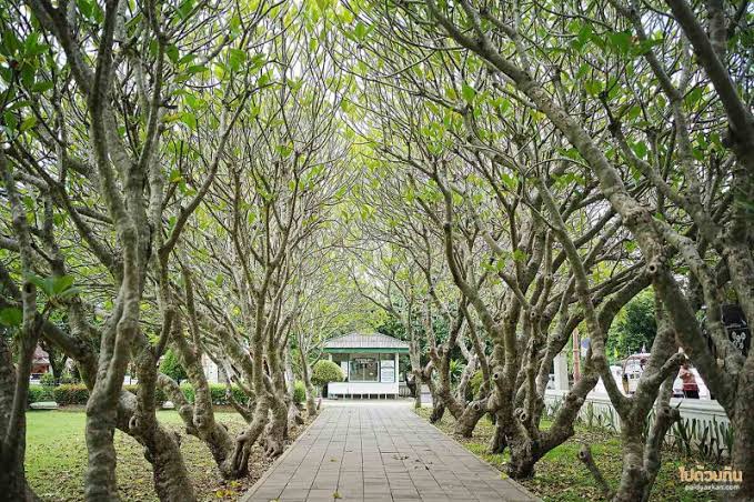 พาน้องหมาเที่ยวน่าน เมืองเก่า ปัว บ่อเกลือ และคาเฟ่ Pet Friendly อัปเดต 2569