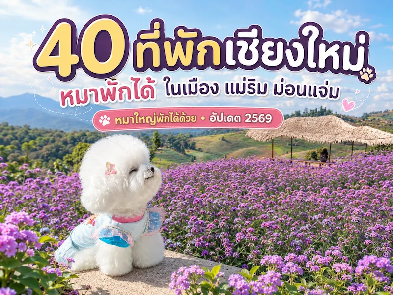 40 ที่พักเชียงใหม่ หมาพักได้ ในเมือง แม่ริม ม่อนแจ่ม หมาใหญ่พักได้ด้วย อัปเดต 2569