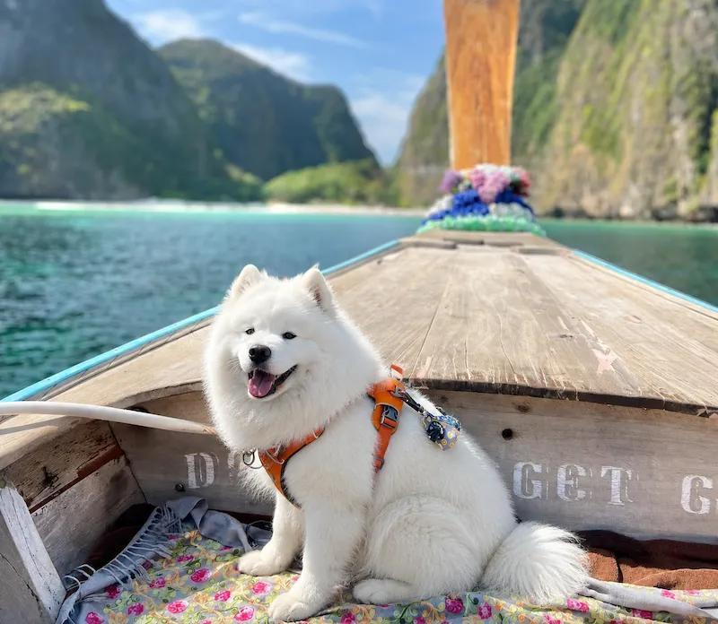 4 ที่พักเกาะพีพี หมาพักได้ Pet-Friendly ติดทะเล ใกล้จุดชมวิวอ่าวต้นไทร หมาใหญ่พักได้ อัปเดตล่าสุด