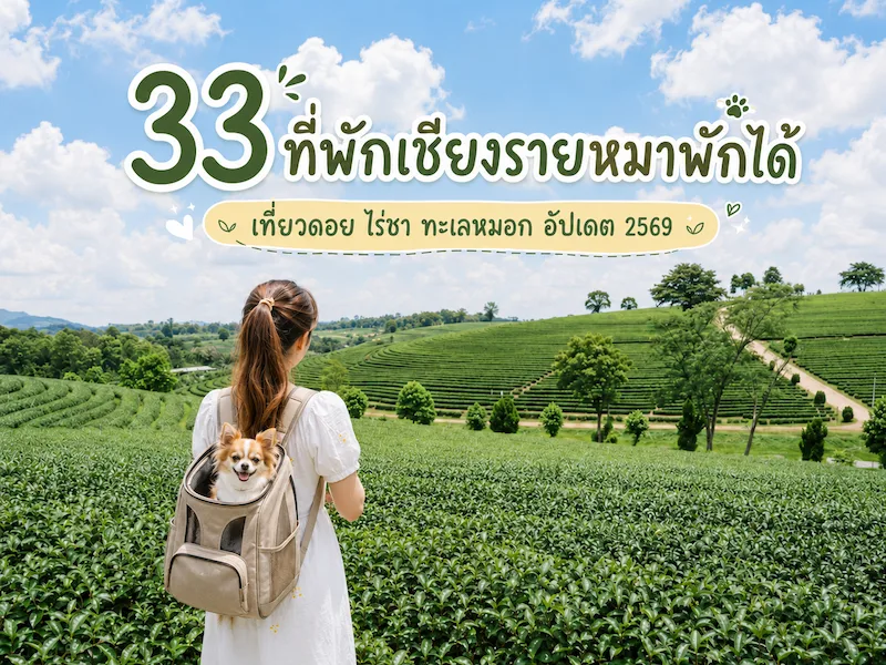 เชียงรายหมาพักได้.webp