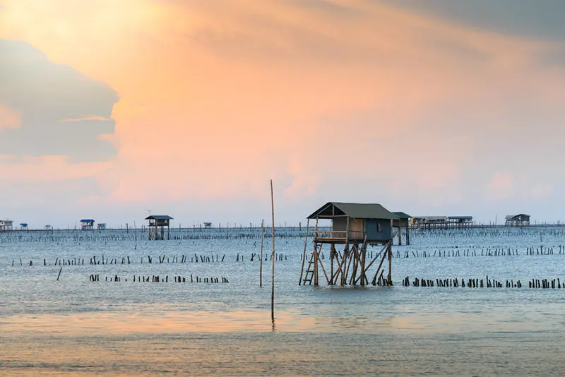 คลองโคน-ป่าชายเลน-พาหมาเที่ยว-สมุทรสงคราม.webp