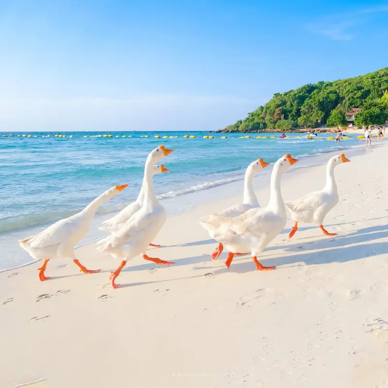ภาพประกอบ:พาหมาเที่ยวพัทยา 2569 ที่เที่ยวใกล้กรุงเทพ ชายหาด คาเฟ่ ร้านอาหาร ดัง
