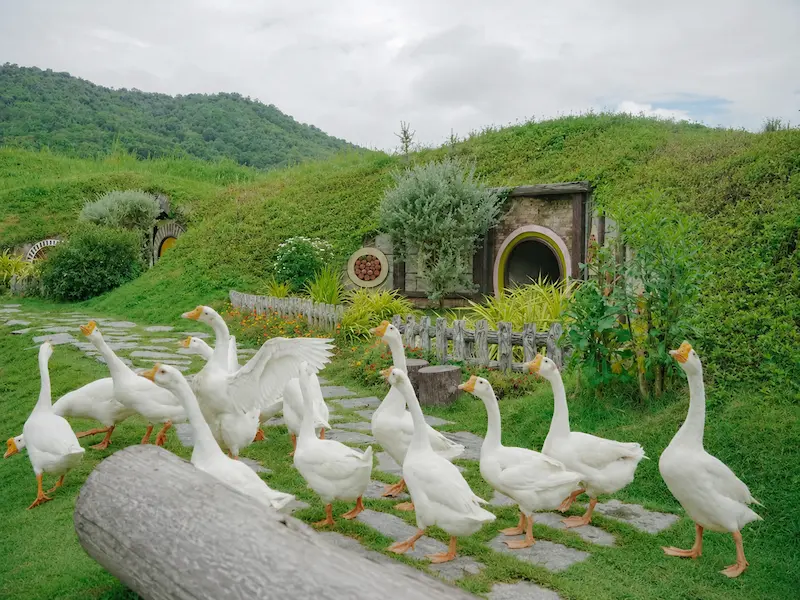 สวนผึ้ง–บ้านคา จังหวัดราชบุรี ที่พักหมาพักได้