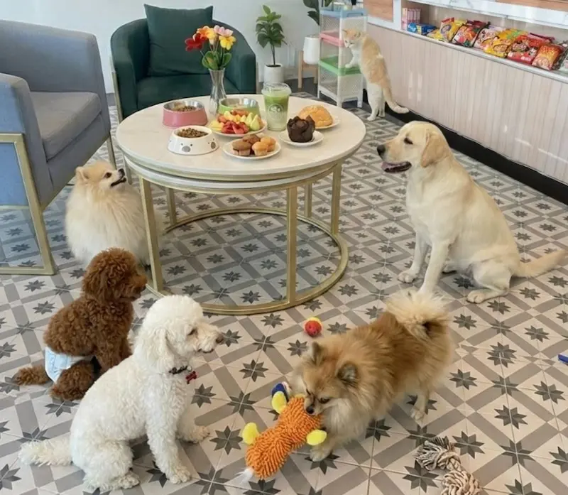 Pawfé – Pet Friendly Cafe-พาหมาเที่ยวภูเก็ต.webp