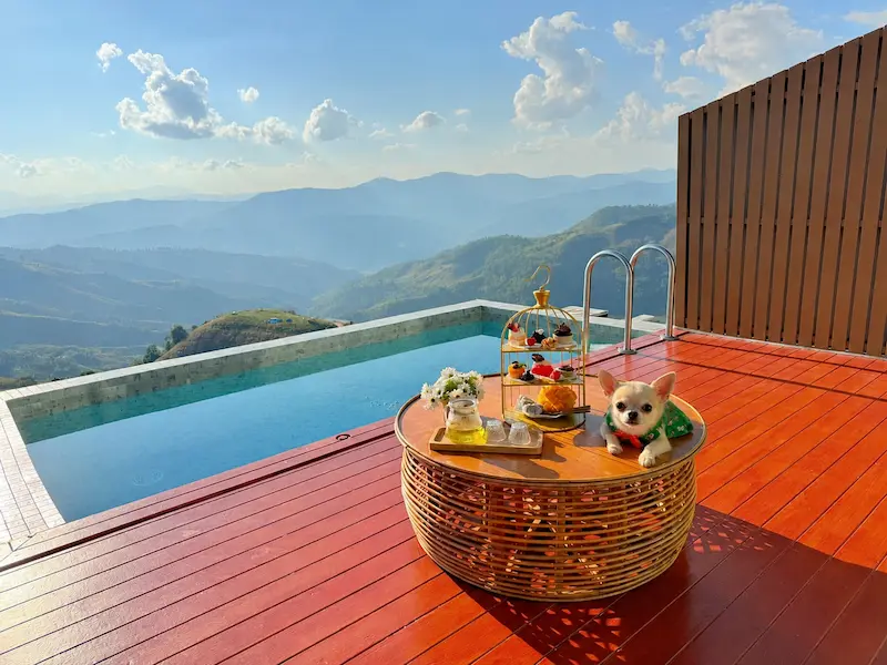 5 ที่พักดอยช้างหมาพักได้ Pet Friendly เชียงราย วิวภูเขา อัปเดต 2569