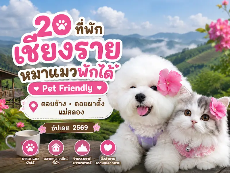 20 ที่พักเชียงรายหมาแมวพักได้ Pet Friendly – ดอยช้าง ดอยผาตั้ง แม่สลอง อัปเดต 2569