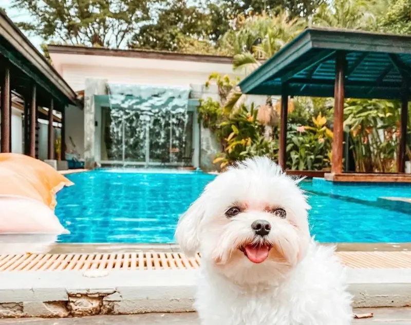 10 ที่พักเขาใหญ่หมาพักได้ Pet Friendly ติดลำธาร ริมน้ำ พูลวิลล่า อัปเดต 2569