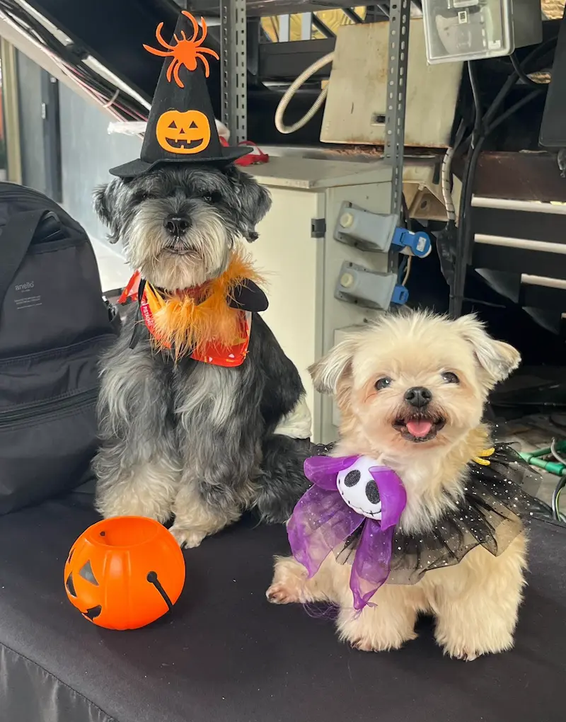 ชุดฮาโลวีนหมาแมว ฟักทอง หน้าน้องหมา ชุดแฟนซีน่ารัก ต้อนรับ Halloween 2569
