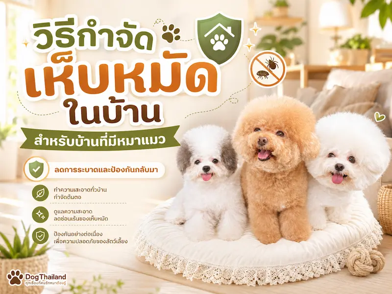 วิธีกำจัดเห็บหมัดในบ้าน สำหรับบ้านที่มีหมาแมว ทำอย่างไรให้ลดการระบาดและป้องกันกลับมา