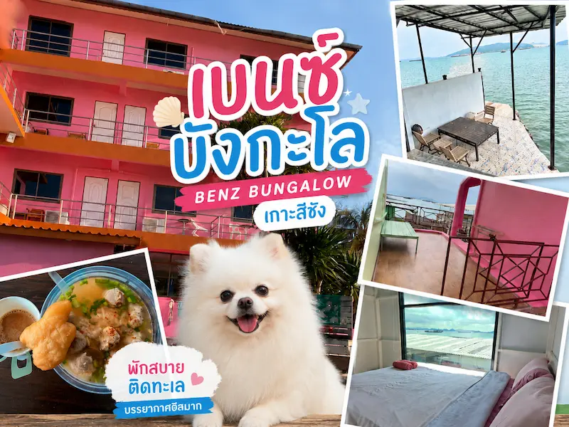 เบนซ์ บังกะโล เกาะสีชัง หมาพักได้ Pet Friendly บ้านพักติดทะเล ชลบุรี