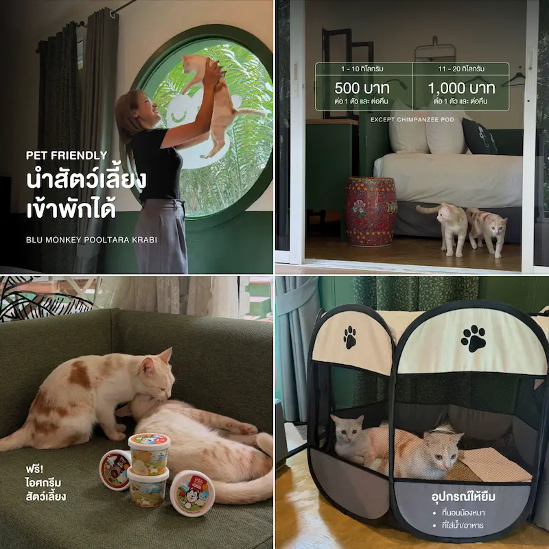 Blu-Monkey-Pooltara-Krabi-Pet-Friendly-21.webp