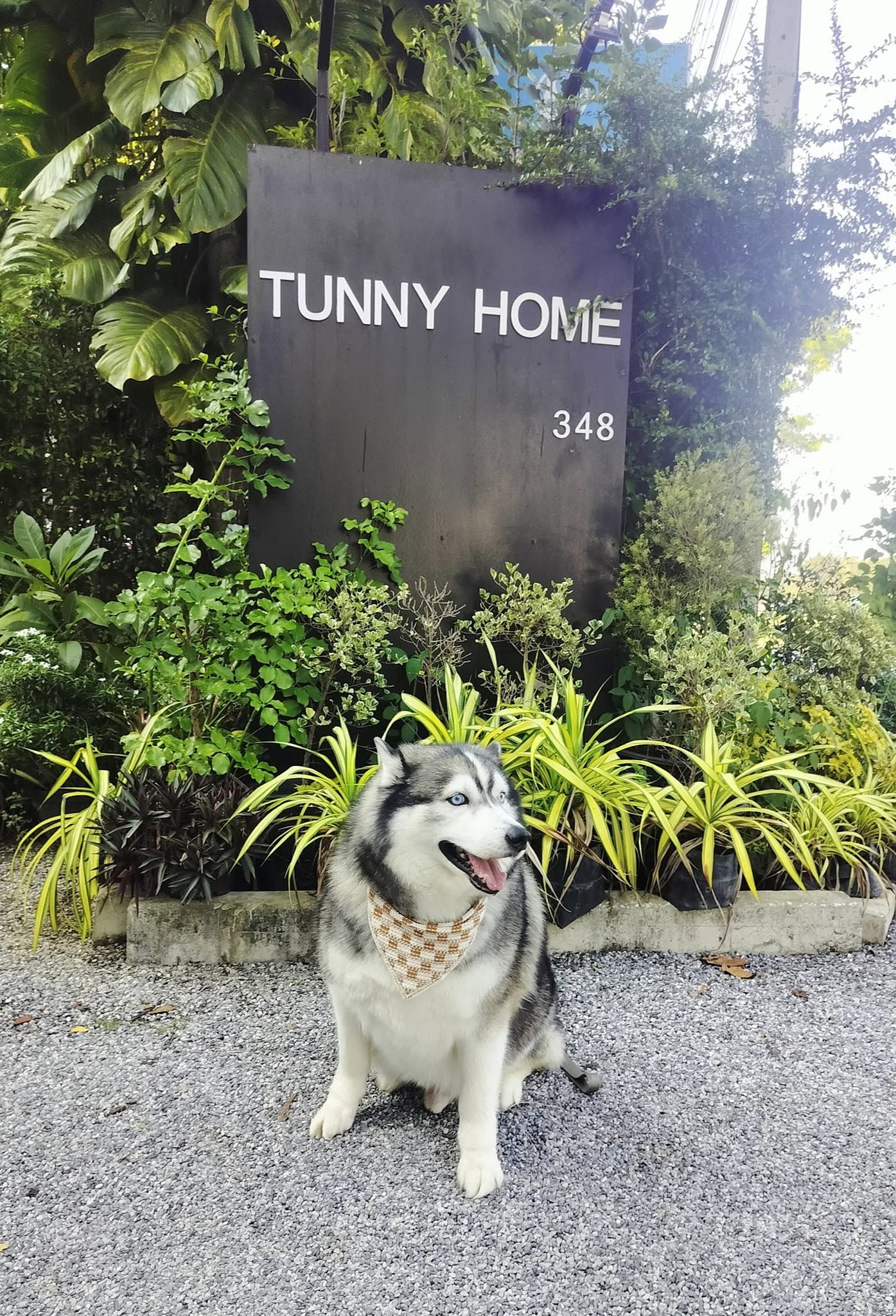 Tunny-Home-เชียงราย-ในเมือง-หมาพักได้-3.jpg