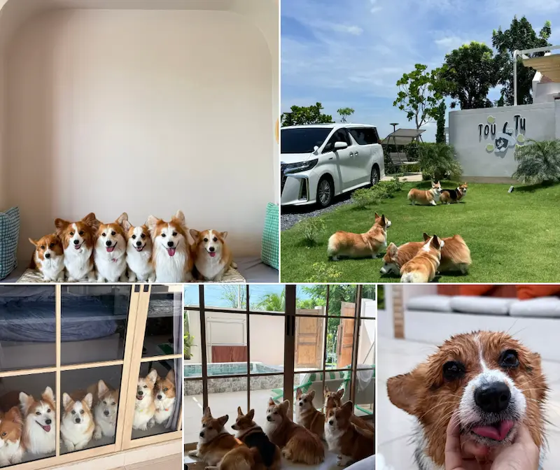 Okane Pet Friendly Pool Villa สระบุรี พูลวิลล่าหมาพักได้ทุกขนาด หมาเล่นสระว่ายน้ำได้ด้วย