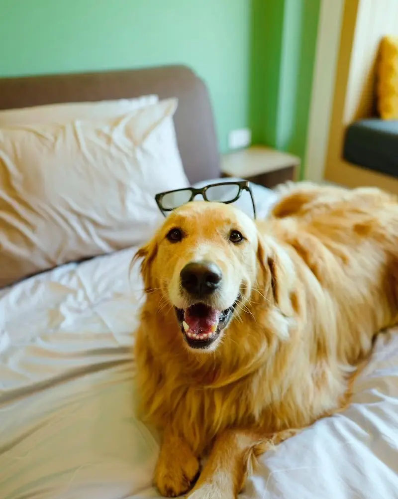 Okane Pet Friendly Pool Villa สระบุรี พูลวิลล่าหมาพักได้ทุกขนาด หมาเล่นสระว่ายน้ำได้ด้วย