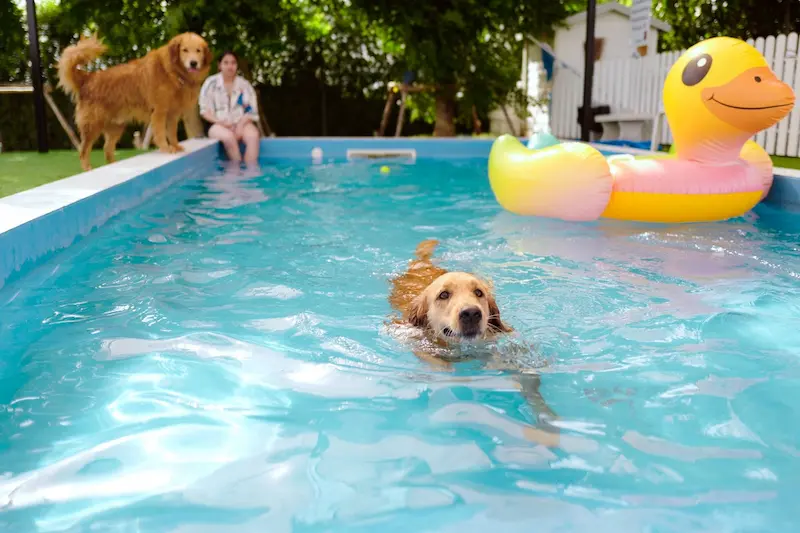ภาพประกอบ:Okane Pet Friendly Pool Villa สระบุรี พูลวิลล่าหมาพักฟรีทุกขนาด น้องหมาลงสระว่ายน้ำได้