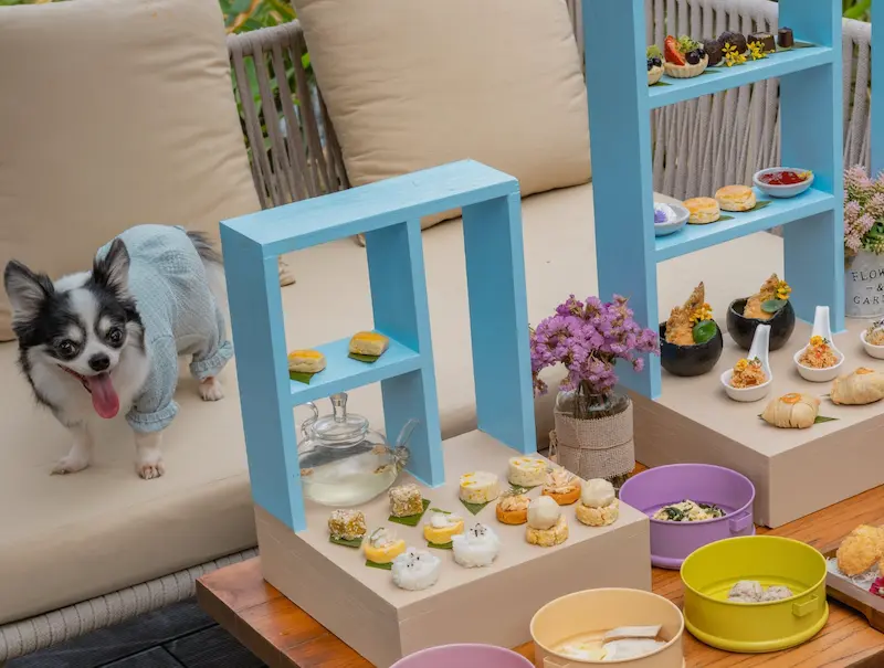 17 คาเฟ่หัวหิน Pet Friendly หมาแมวเข้าได้ริมทะเล ถ่ายรูปสวย
