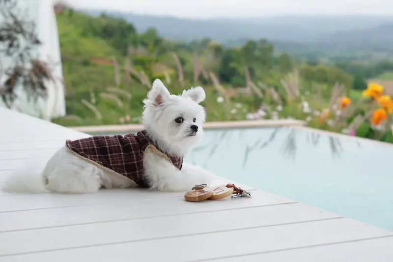 The-Atmosphere-KhaoKho-petfriendly-6.webp