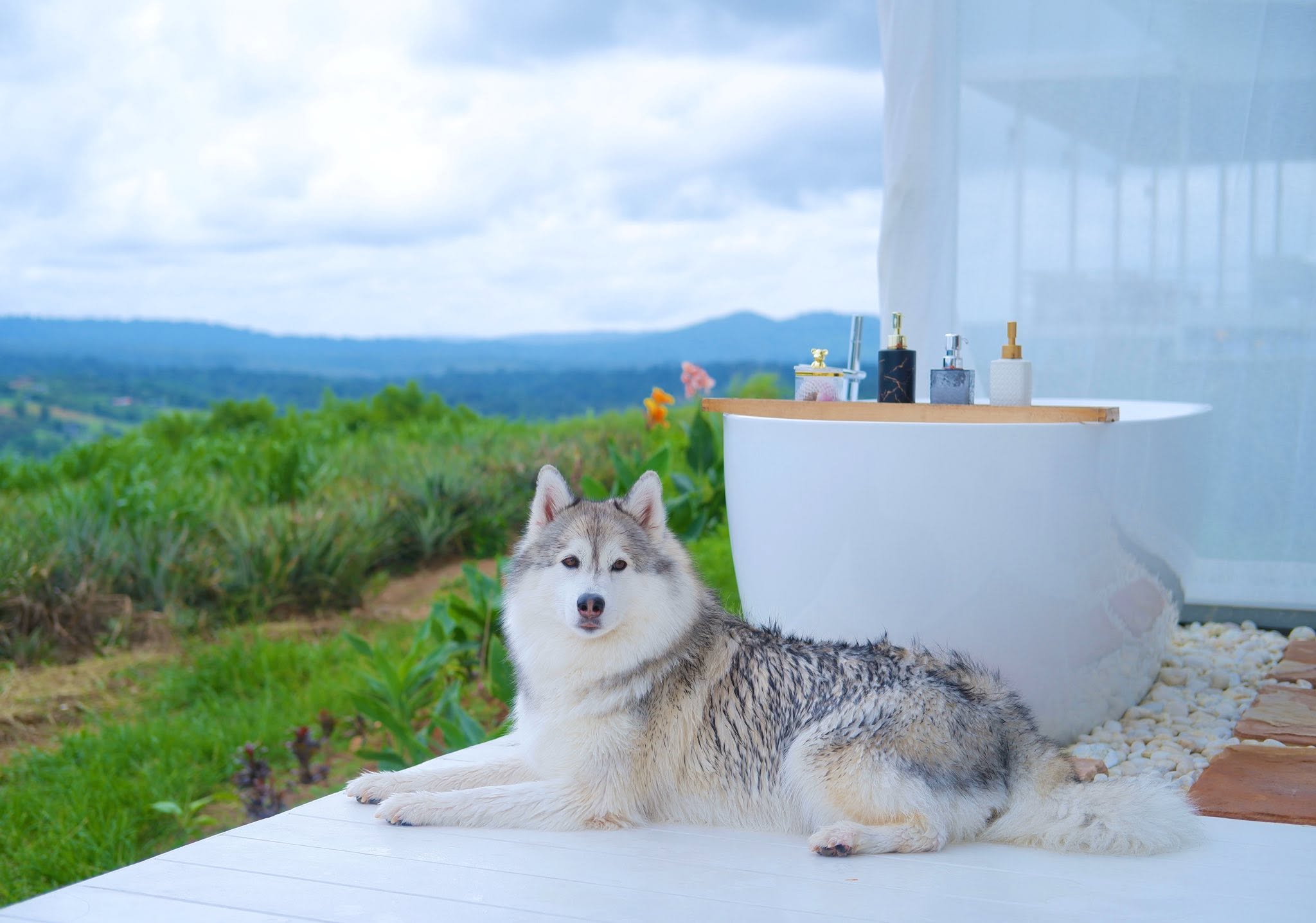 ภาพประกอบ:The Atmosphere KhaoKho ที่พักเขาค้อหมาพักได้ Pet Friendly หมาใหญ่พักได้